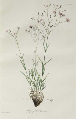 9355
<br/>
Icones plantarum novarum vel imperfecte cognitarum floram rossicam, imprimis altaicam, illustrantes, edidit Carolus Fridericus a Ledebour.
<br/>
<em></em>